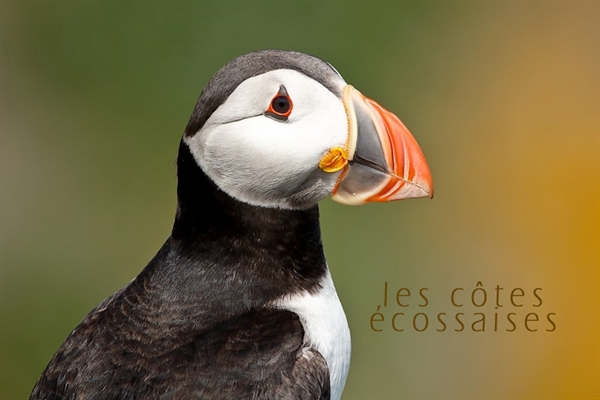 Les côtes écossaises