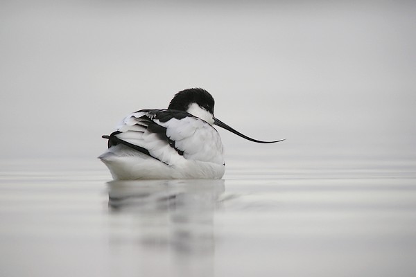 avocette200712 002