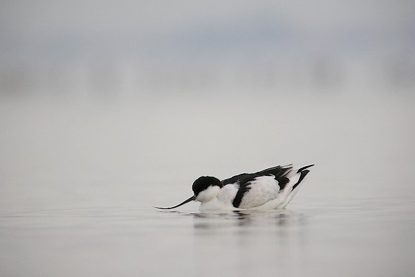 avocette200712 003