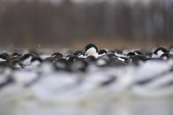 avocette200712 004