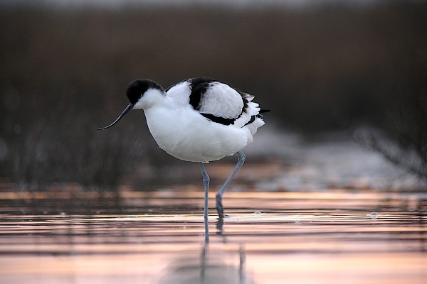 avocette200712 007