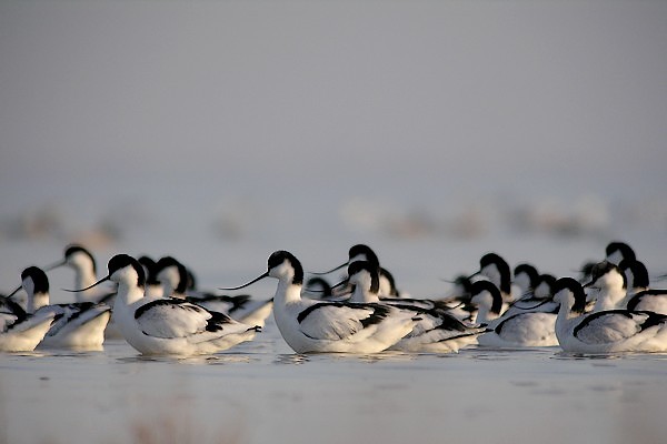 avocette200712 009