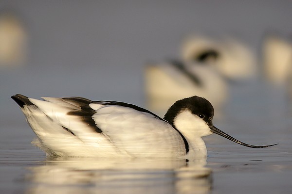 avocette200712 010
