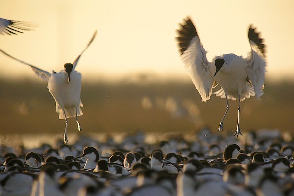 avocette200712 011