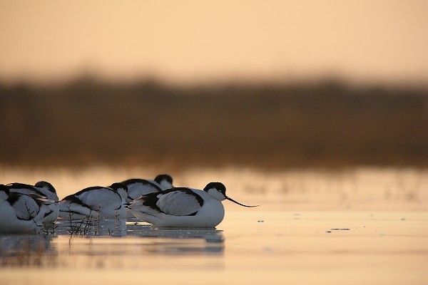 avocette200712 014