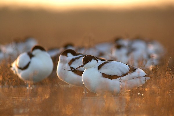 avocette200712 015