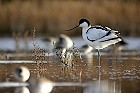 Cliquez ici pour voir l'image (avocette200712_001.JPG)