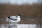 Cliquez ici pour voir l'image (avocette200712_006.JPG)