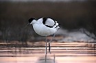 Cliquez ici pour voir l'image (avocette200712_007.JPG)