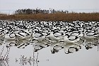 Cliquez ici pour voir l'image (avocette200712_008.JPG)