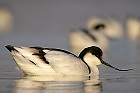 Cliquez ici pour voir l'image (avocette200712_010.JPG)