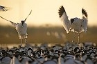 Cliquez ici pour voir l'image (avocette200712_011.JPG)