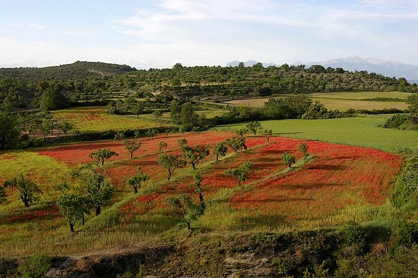 aragon 79