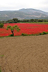 Cliquez ici pour voir l'image (aragon_81.JPG)