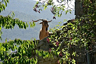 Cliquez ici pour voir l'image (aragon_85.JPG)