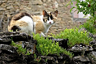 Cliquez ici pour voir l'image (aragon_88.jpg)