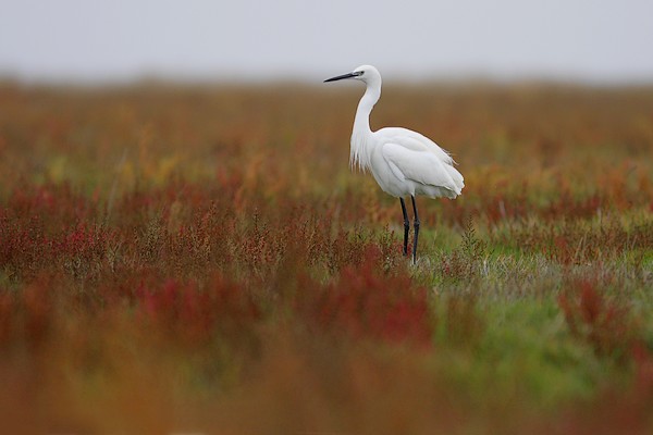 aigrette 2008-11-15 207