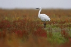 Cliquez ici pour voir l'image (aigrette_2008-11-15_207.JPG)