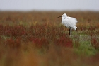 Cliquez ici pour voir l'image (aigrette_2008-11-15_211.JPG)