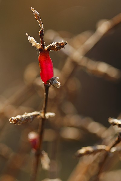 salicorne 2008-12-07 006