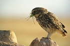 Cliquez ici pour voir l'image (cheveche_94.JPG)