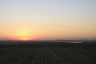 Cliquez ici pour voir l'image (gallocanta_241.JPG)