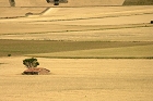 Cliquez ici pour voir l'image (gallocanta_246.JPG)