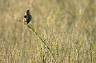 Cliquez ici pour voir l'image (gorge_53.JPG)