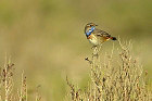 Cliquez ici pour voir l'image (gorge_54.JPG)