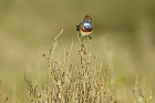 Cliquez ici pour voir l'image (gorge_55.jpg)