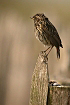 Cliquez ici pour voir l'image (gorge_61.JPG)