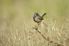 Cliquez ici pour voir l'image (gorge_63.JPG)