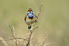 Cliquez ici pour voir l'image (gorge_64.JPG)