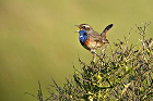 Cliquez ici pour voir l'image (gorge_67.JPG)