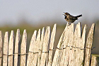 Cliquez ici pour voir l'image (gorge_73.JPG)