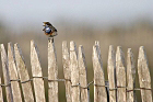 Cliquez ici pour voir l'image (gorge_74.JPG)