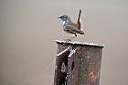 Cliquez ici pour voir l'image (gorge_77.JPG)