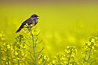 Cliquez ici pour voir l'image (gorge_82.JPG)