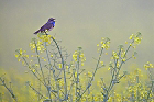 Cliquez ici pour voir l'image (gorge_84.JPG)