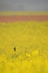 Cliquez ici pour voir l'image (gorge_86.JPG)