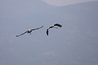 Cliquez ici pour voir l'image (grue_55.jpg)