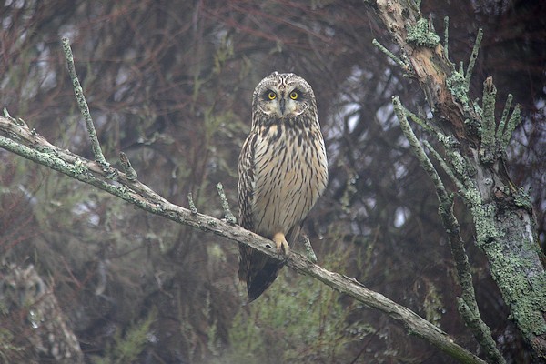 hibou 59