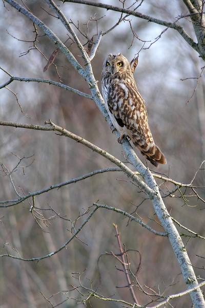 hibou 61