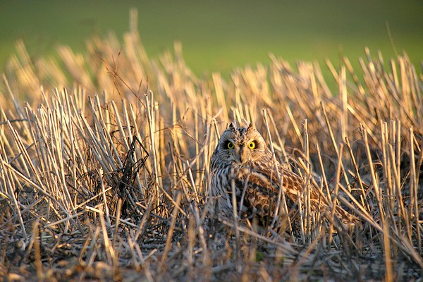 hibou 63