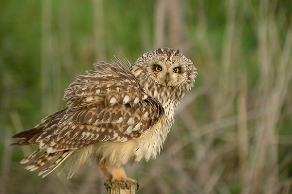 hibou 67