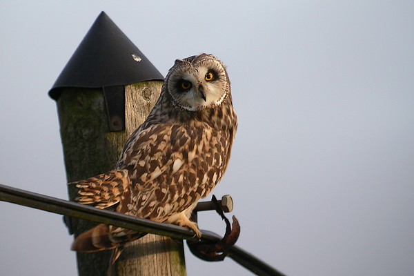 hibou 68