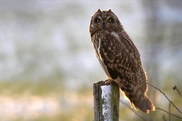 hibou 69