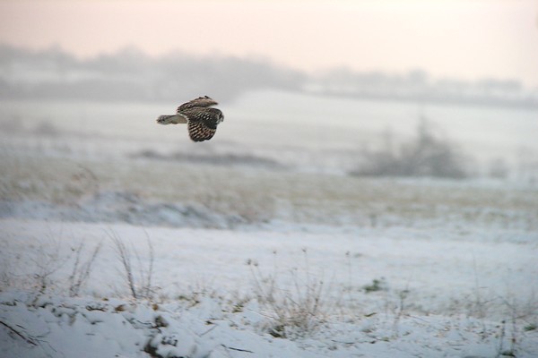 hibou 76