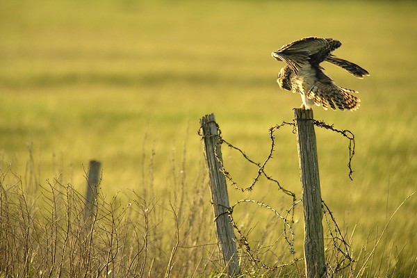 hibou 84