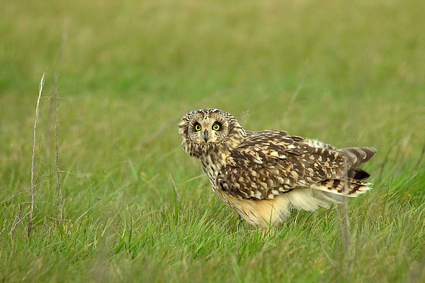hibou 87